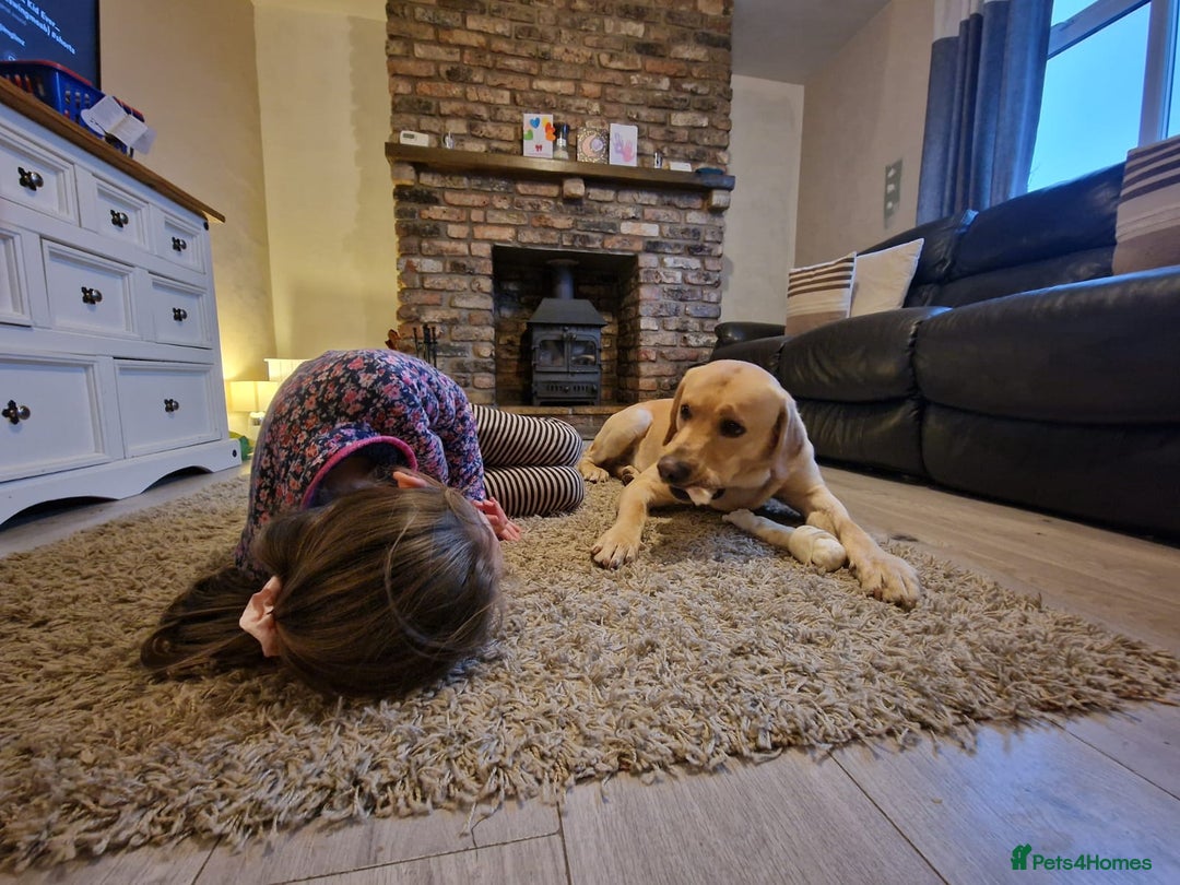 Labrador Retriever dogs for sale: Marley - Image 4