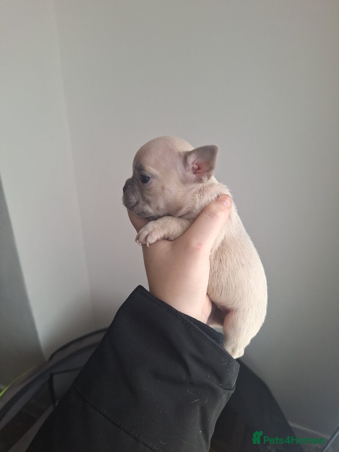 French Bulldog dogs for sale: French bulldog babies  - Advert 20
