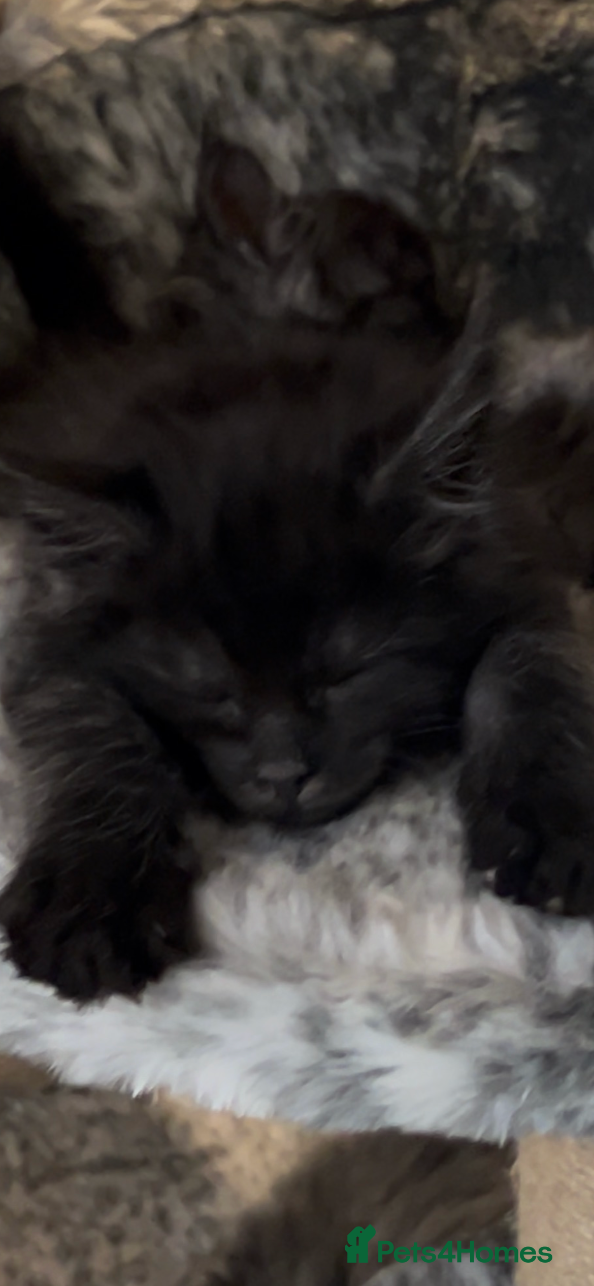 Maine Coon cats 4 STUNNING RUSSIAN MAINECOON KITTENS  - Advert 5