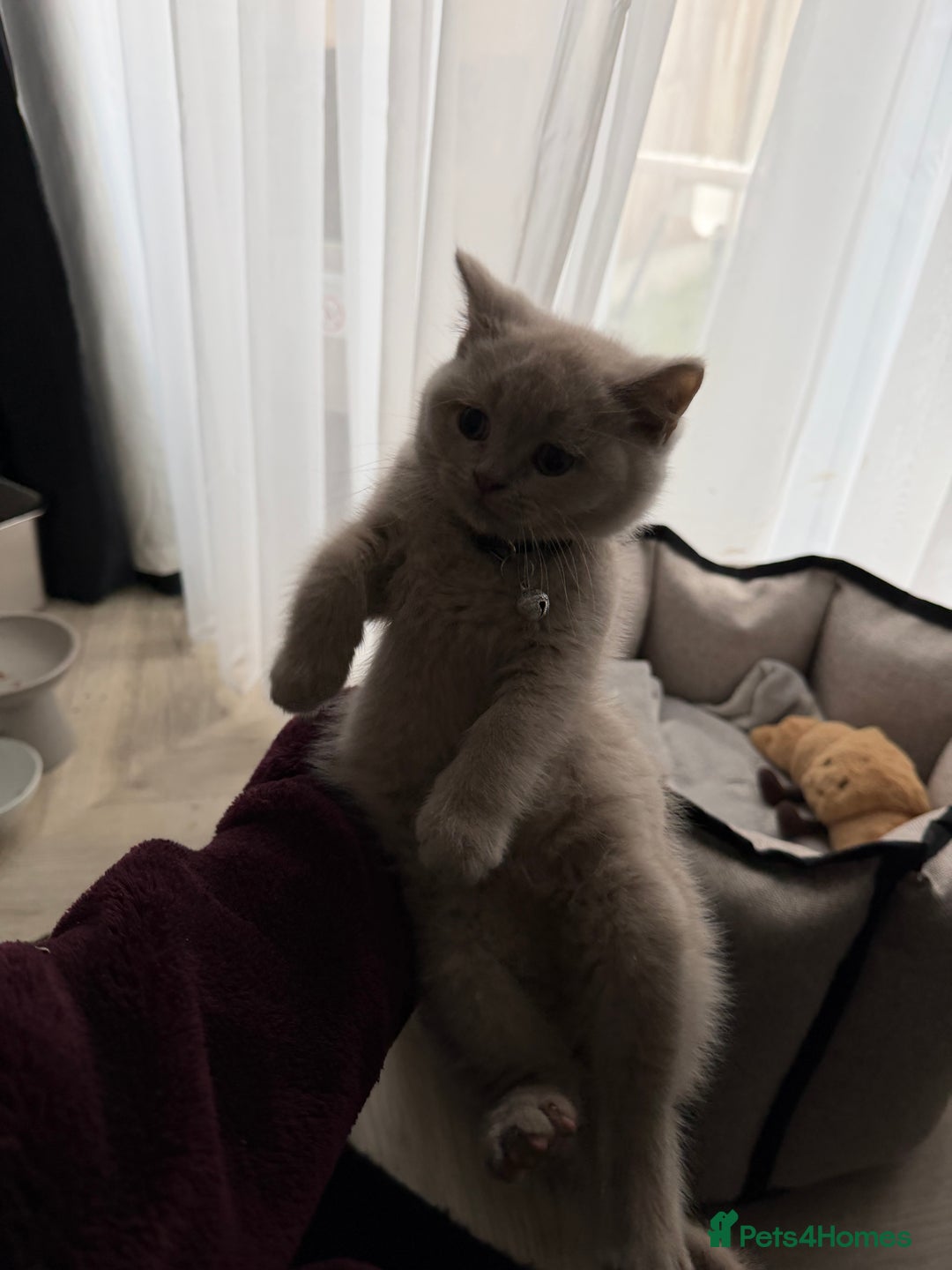 British Shorthair cats for sale: Lilac British Shorthair  - Advert 1