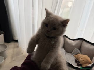 British Shorthair cats Lilac British Shorthair - Advert 1