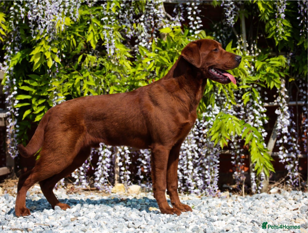 Labrador Retriever dogs for sale: Outstanding quality Darkest Fox Red Labrador pups - Advert 9