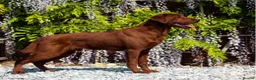 Labrador Retriever dogs for sale: Outstanding quality Darkest Fox Red Labrador pups - Advert 9