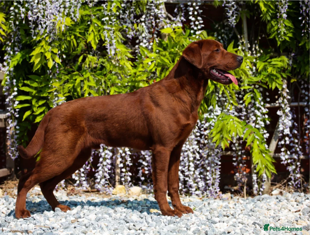 Labrador Retriever dogs for sale: Outstanding quality Darkest Fox Red Labrador pups - Advert 9