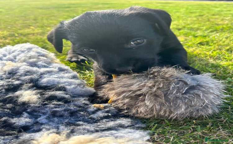 Mixed Breed dogs - Advert 6
