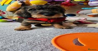 Dachshund dogs - Advert 7