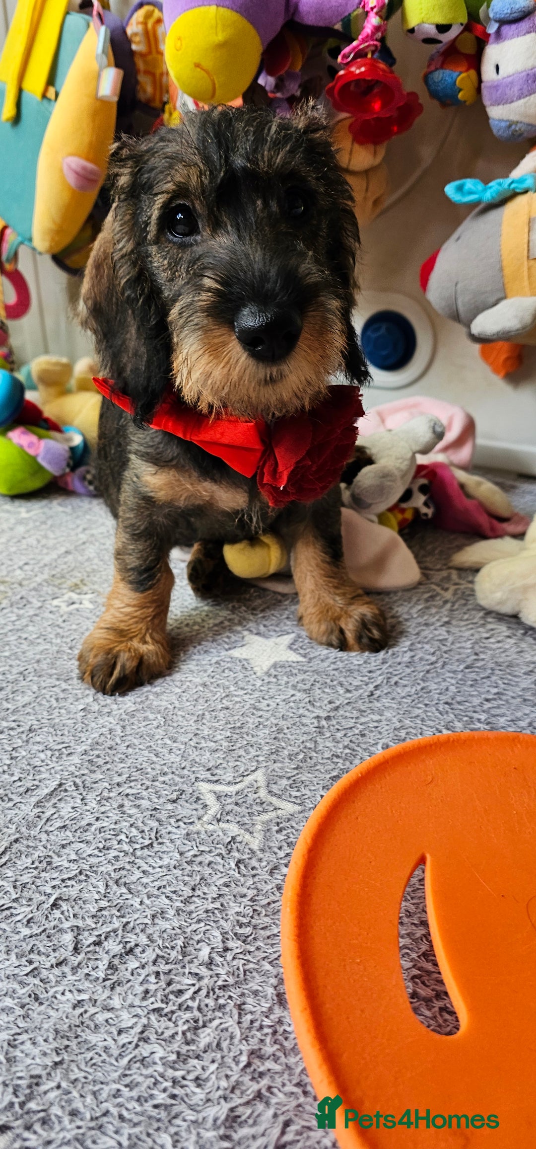 Dachshund dogs for sale: Outstanding Standard Wire haired Dachshund puppies - Image 2