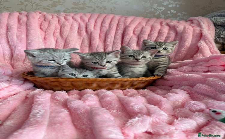 British Shorthair cats - Advert 6