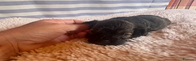 Shihpoo 5