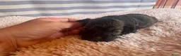 Shihpoo dogs for sale: Shihpoo puppies for sale  - Advert 6