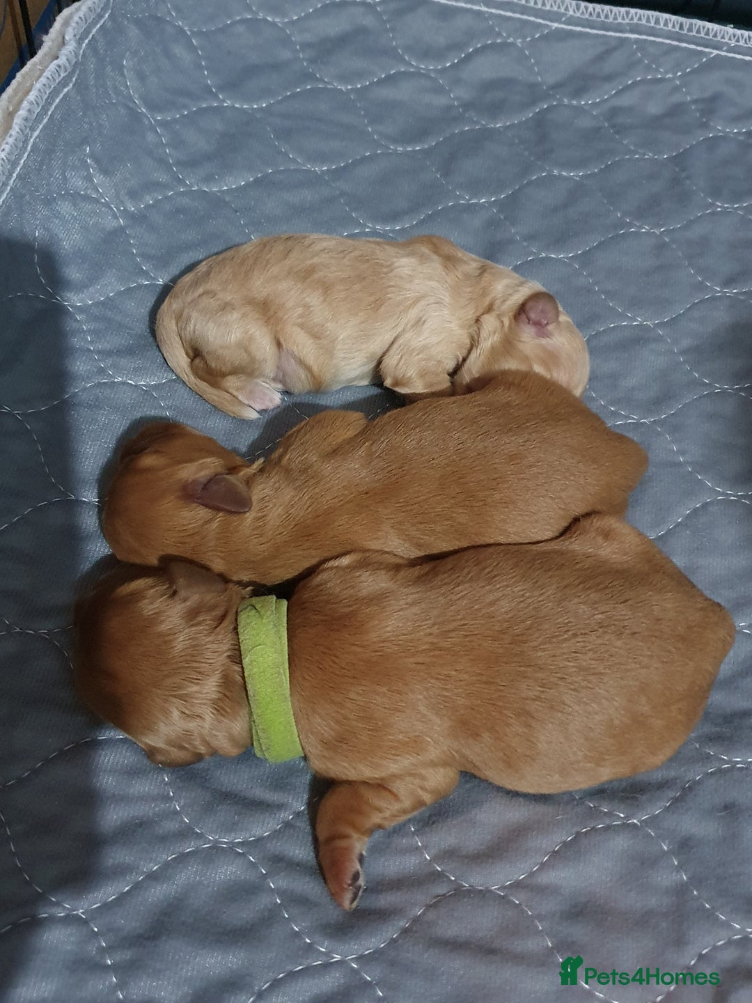 Mixed Breed dogs for sale: Beautiful red and fawn colour Cavapoochons pups - Advert 29