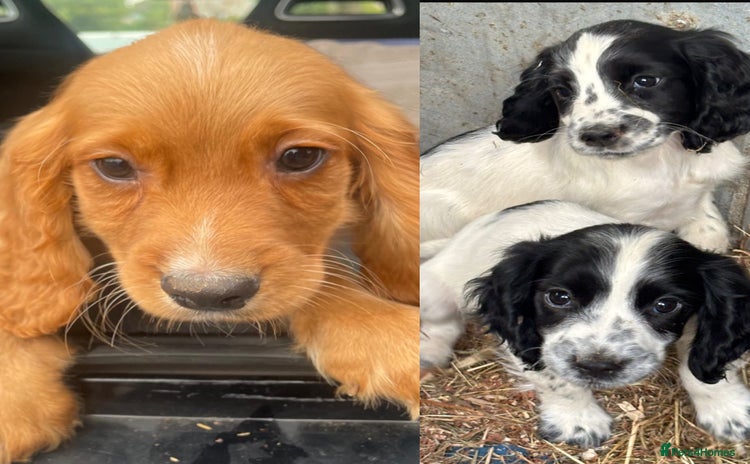 Cocker Spaniel dogs - Advert 6