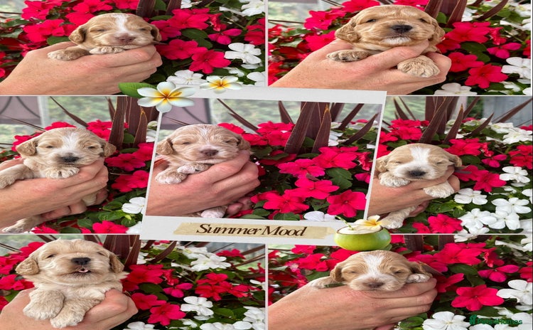 Cockapoo dogs - Advert 1