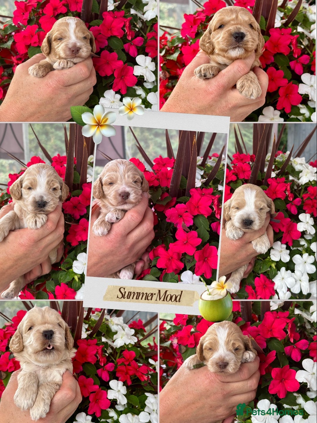 Cockapoo dogs for sale: 7 gorgeous apricot f1 DNA tested Cockerpoos  - Image 1