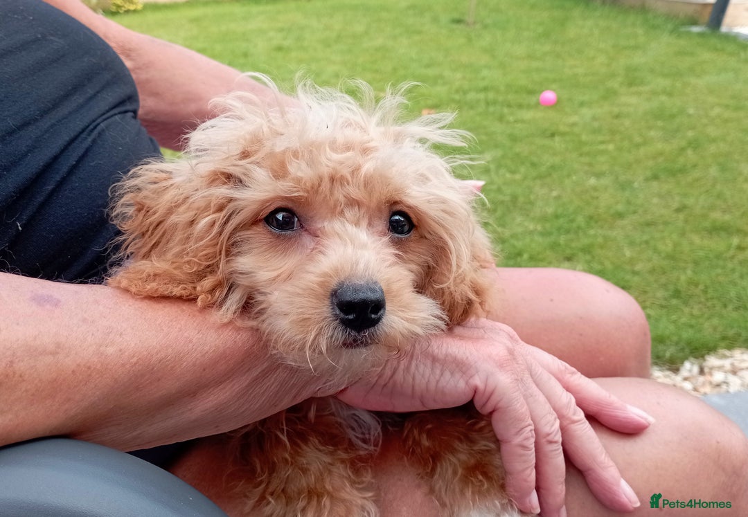 Cavapoochon dogs for sale: Cavapoochon  - Image 3