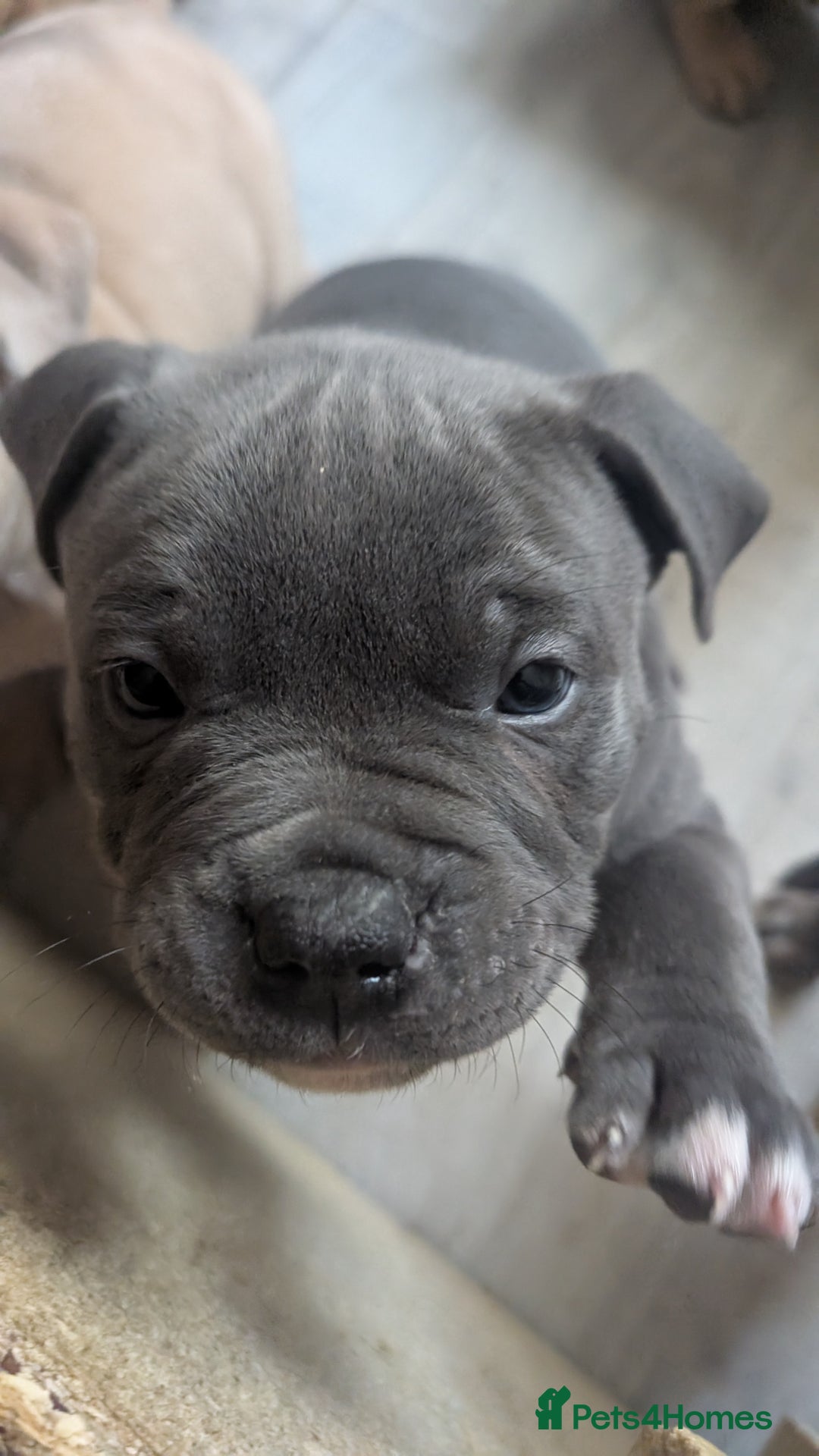 Mixed Breed dogs for sale: Beautiful pups with stunning markings  - Image 22