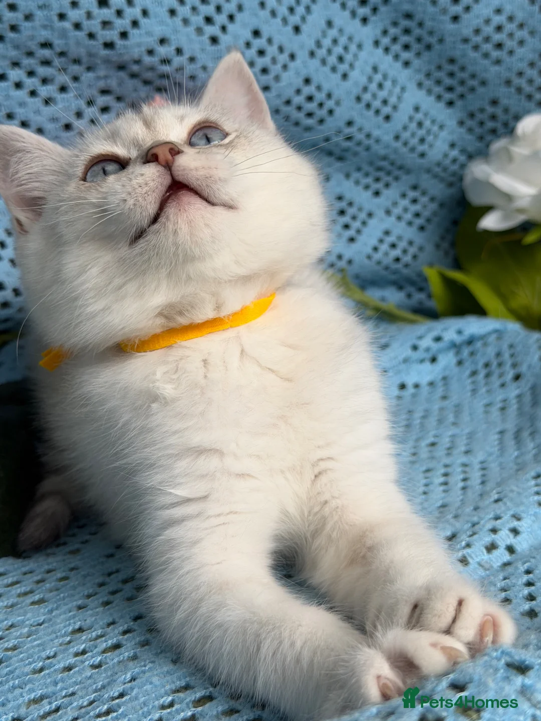 British Shorthair cats for sale: British shorthair golden point Kittens TICA - Advert 25