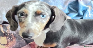 Dachshund dogs - Advert 2