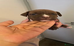 Staffordshire Bull Terrier dogs for sale: Staffordshire/American Staffordshire pups in Harrow - Image 27