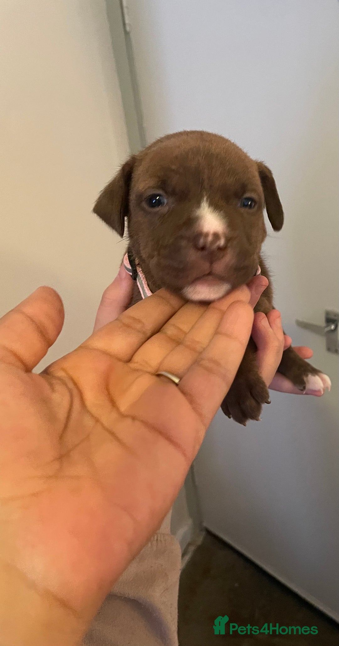 Staffordshire Bull Terrier dogs for sale: Staffordshire/American Staffordshire pups in Harrow - Image 27