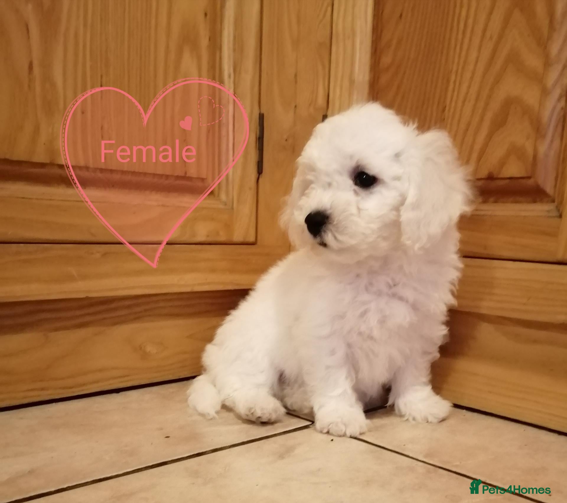 Bichon Frise dogs Bichon Frise Puppies - Advert 9