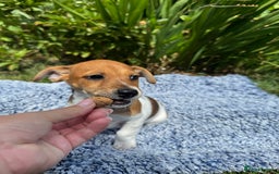 Jack Russell dogs for sale: 5 Available: Jack Russell Puppies. 2 Girls, 3 Boys - Image 7