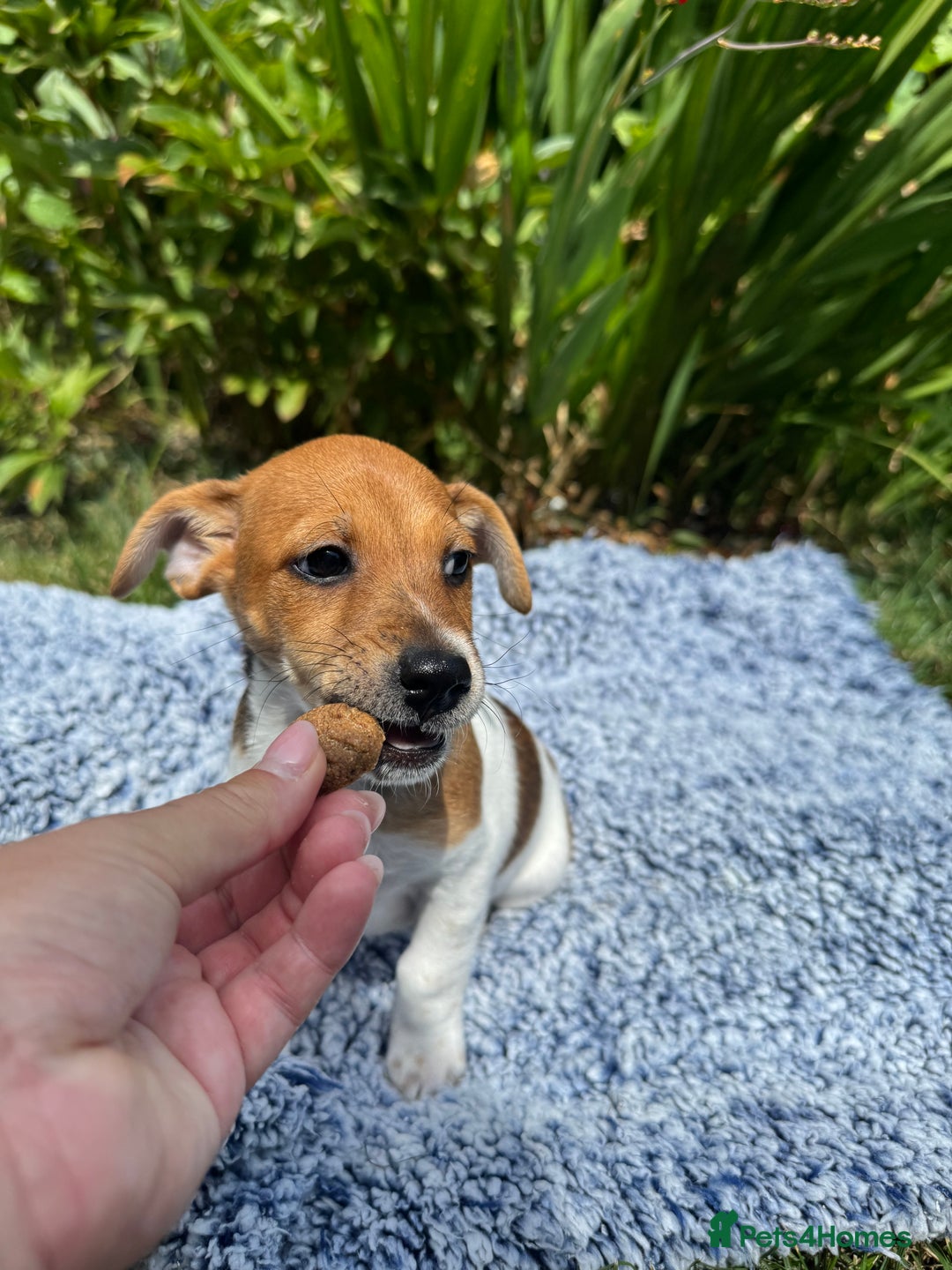 Jack Russell dogs for sale: 5 Available: Jack Russell Puppies. 2 Girls, 3 Boys - Image 7