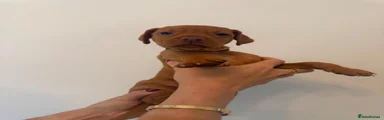 Hungarian Vizsla 7