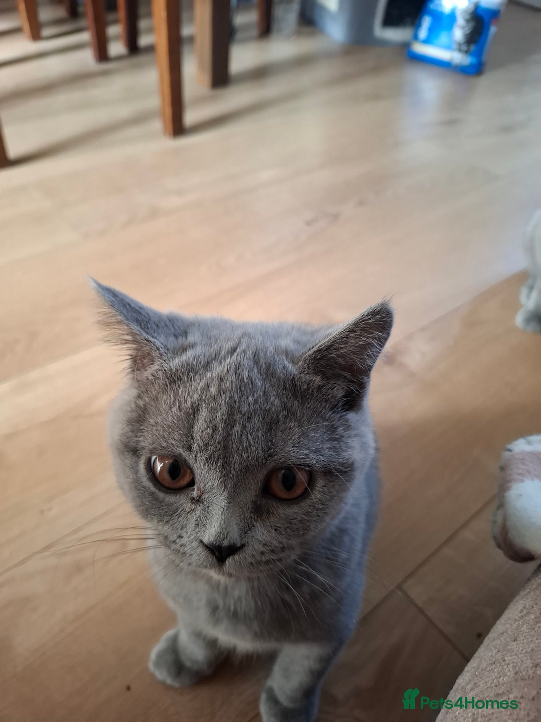 British Shorthair cats for sale: 2 Blue british shorthair for sale - Image 6