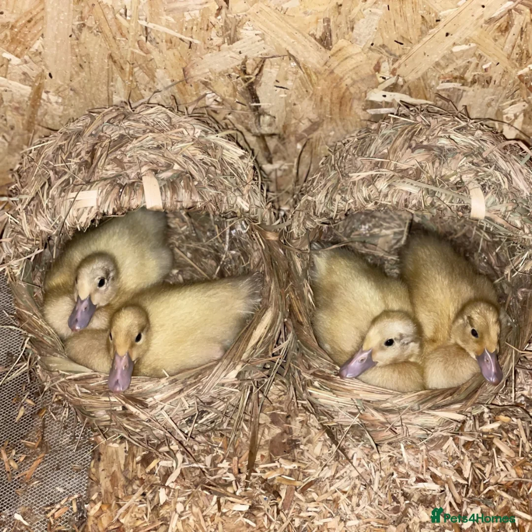 Ducks poultry for sale: 6 Welsh Harlequin Hatching Eggs *RARE* Pure Breed - Advert 3