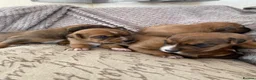 Lakeland Terrier dogs for sale: Lakey puppies - Advert 5