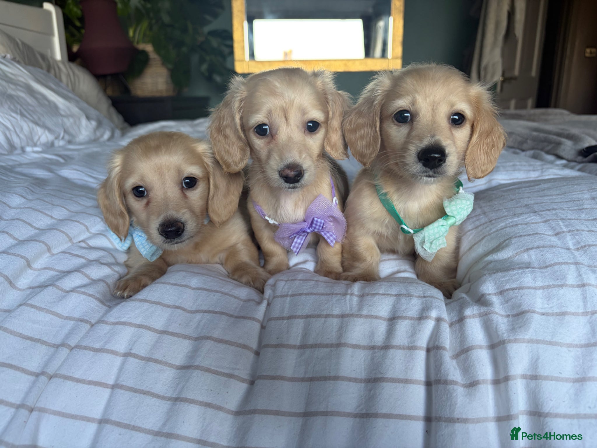 Miniature Dachshund dogs READY! Cream Long Haired Pups KC - Advert 1