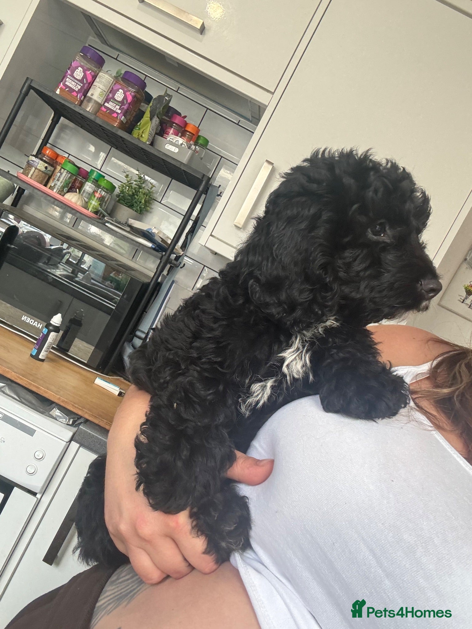 Cockapoo dogs BEAUTIFUL F1 COCKAPOO - READY NOW - Advert 18