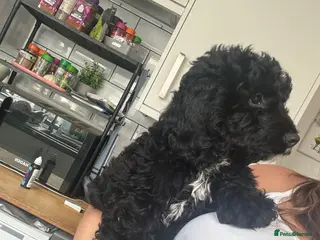 Cockapoo dogs BEAUTIFUL F1 COCKAPOO - READY NOW - Advert 18