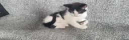 Mixed Breed cats for sale: cute kittens are looking for their new home in Gateshead - Advert 7