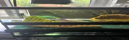 Bearded Dragon reptiles for sale: Zero Morph (RARE) Bearded Dragon in Ossett - Advert 10