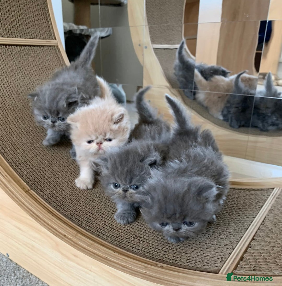 Persian cats for stud: GCCF Active Persian GingerRed cream Garfield stud  in Gerrards Cross - Image 17