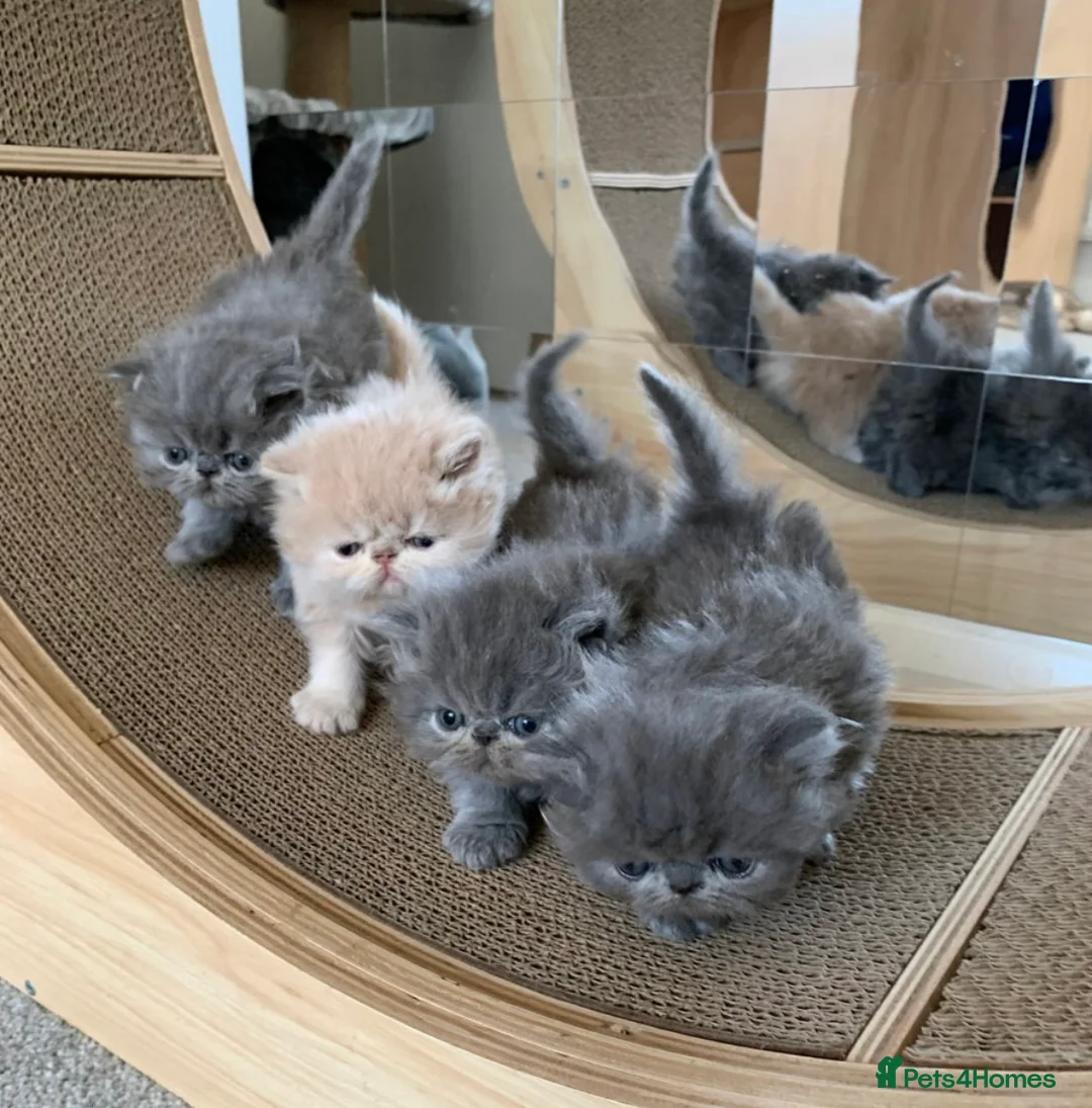 Persian cats for stud: GCCF Active Persian Exotic stud-PKD/PRA&FELV clear in Gerrards Cross - Advert 17