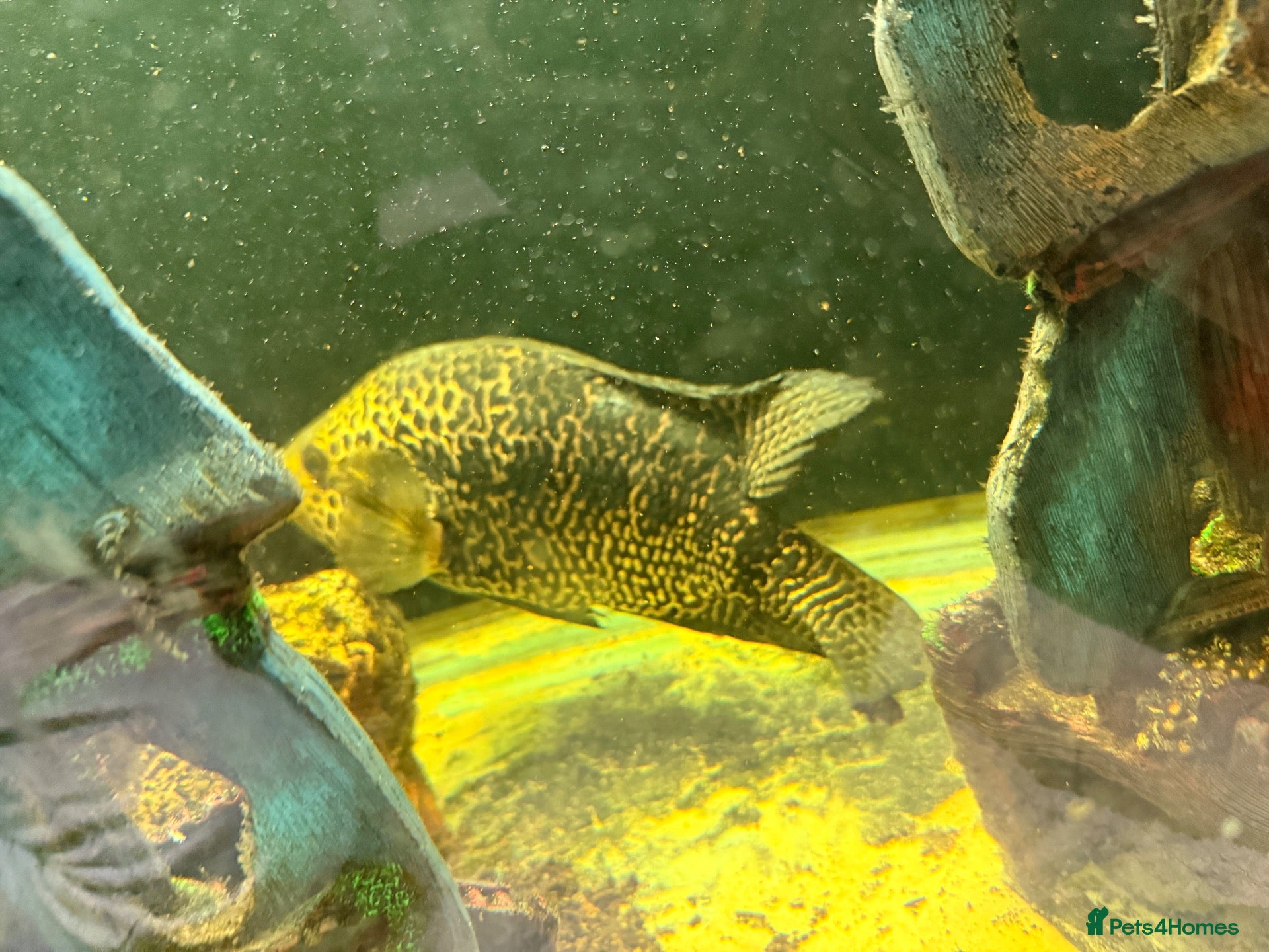 Cichlids fish for sale: Mixture of fish - Advert 2