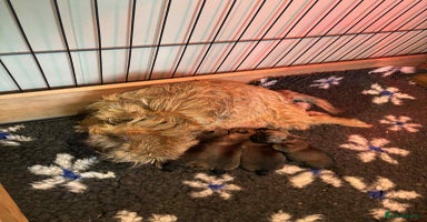 Border Terrier dogs - Advert 4