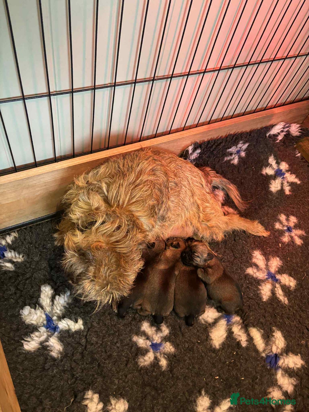 Border Terrier dogs for sale: KC reg Border Terrier pups - Image 2