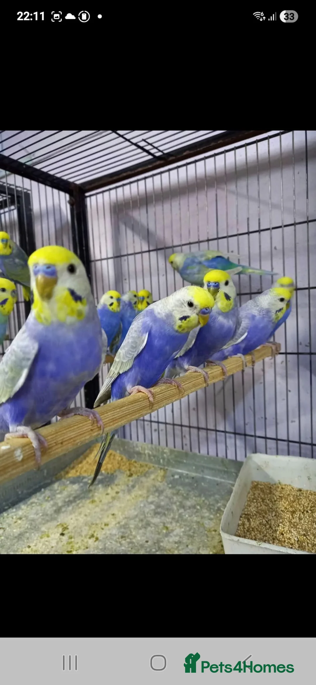 Budgerigars birds for sale: Budgies for sale Birmingham  - Advert 2