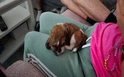 Shih Tzu dogs for sale: Last two puppies from liter 🐶🐶 - Image 32