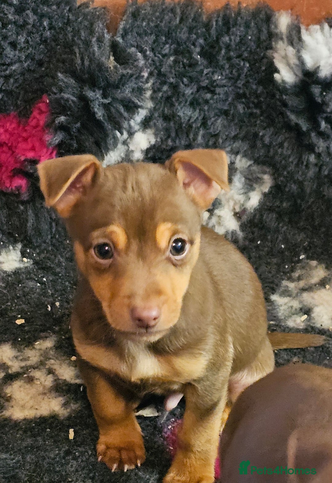 Jack Russell dogs for sale: Gorgeous Chocolate and Tan Jack Russell Puppies - Advert 5