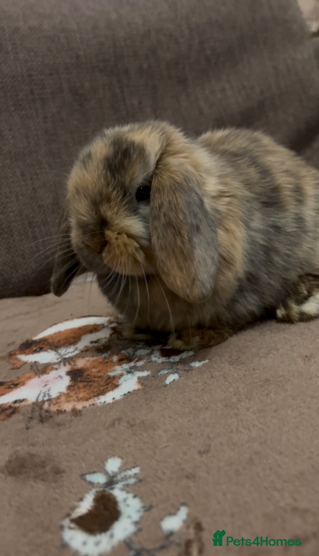 Mini Lop rabbits for sale: Bonded Mini Lop Harlequin Pair. Sold Together Only - Advert 18