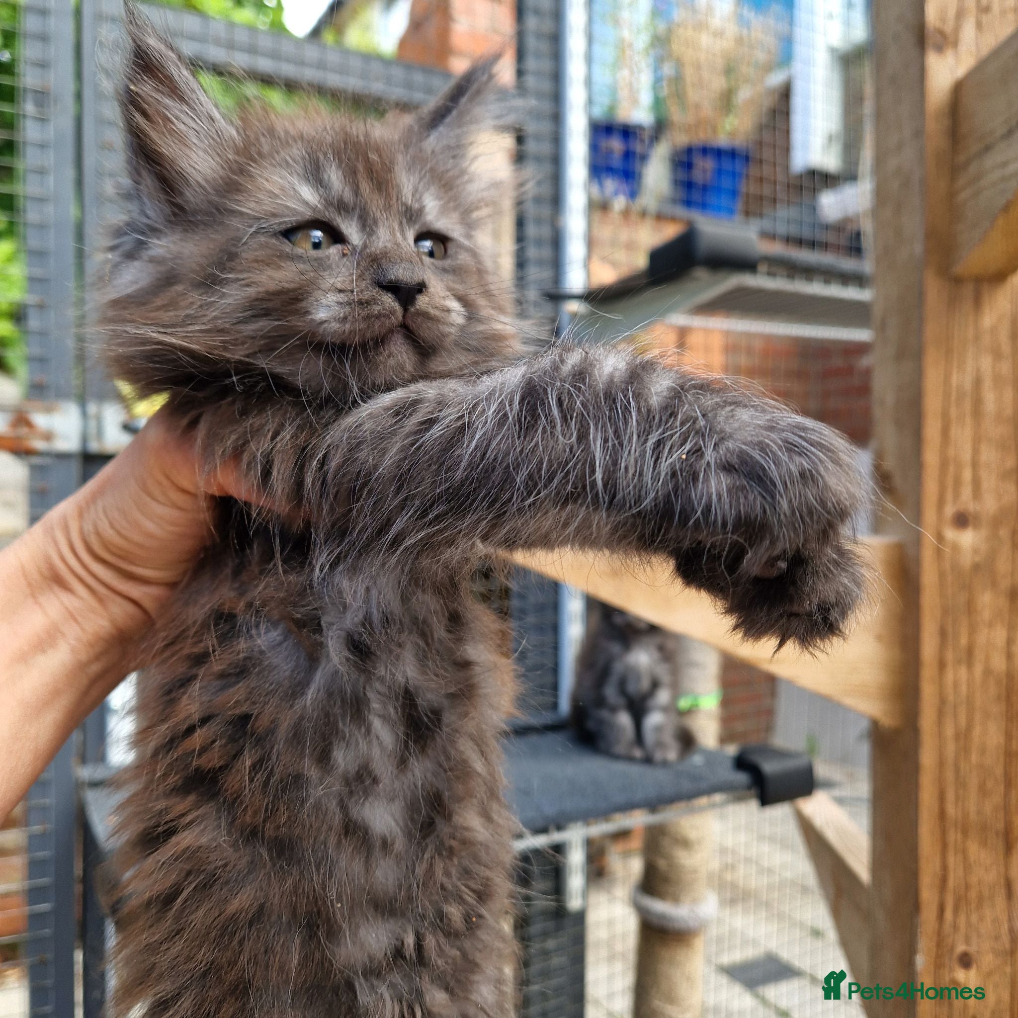 Maine Coon cats Pedigree - smoke russian line mainecoons - Advert 2