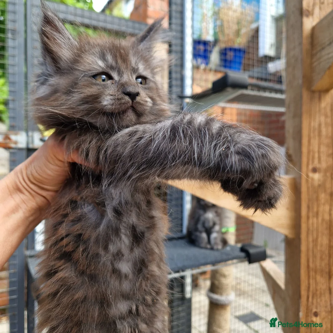 Maine Coon cats for sale: Pedigree - smoke russian line mainecoons - Advert 2