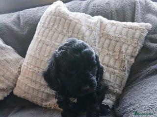 Cockapoo dogs - Advert 16