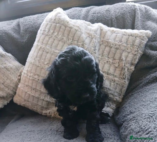 Cockapoo dogs - Advert 12