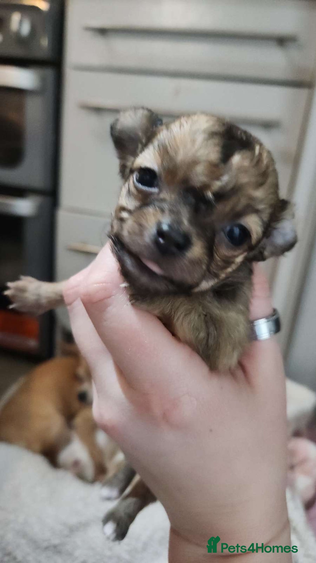 Chihuahua dogs for sale: 3tiny treasures looking for loving homes  - Advert 1